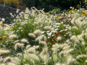 Gräser und Sommerblumen in der Herbstsonne