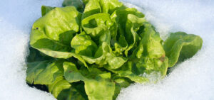 Schneesalat