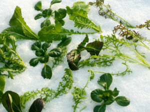 Asias im Schnee
