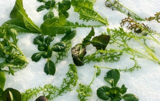 Asias im Schnee