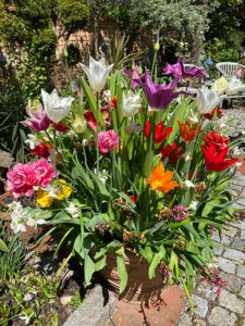 Blumenzwiebeln im Topf