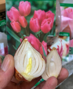 Blumenzwiebeln