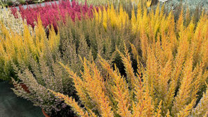 Erica gracilis - die Glockenheide