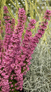 Glockenheide - Erica gracilis - sie ist nicht winterhart