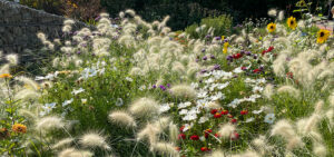 Gräser und Sommerblumen in der Herbstsonne