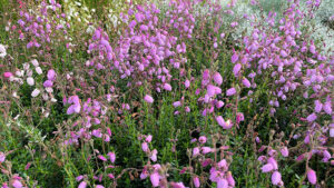 Die Irische Glockenheide - sie hat besonders große Blüten