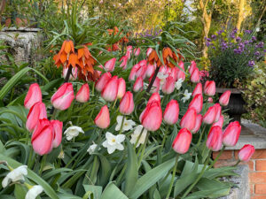 Tulpen