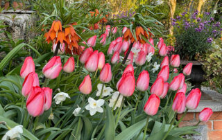 Tulpen