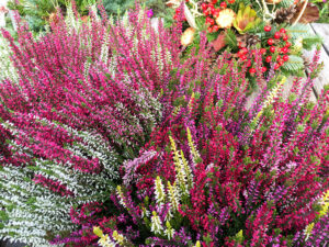 Calluna - Gardengirls