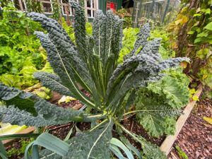 Palmkohl