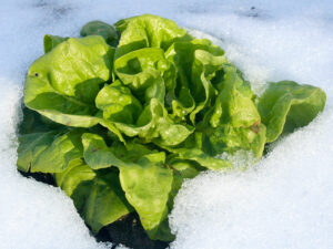Schneesalat