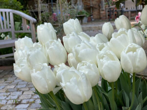 Tulpen