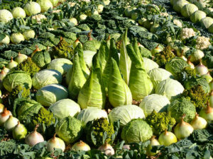 Typisches Herbstgemüse - Kohl in allen Variationen