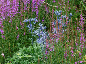 Natur im Garten (Bild: Leopold Mayrhofer)