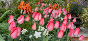 Tulpen