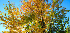 Lebkuchenbaum