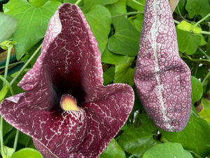 Gespensterblume