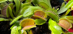 Venusfliegenfalle