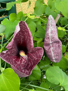 Gespensterblume