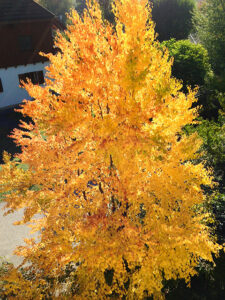 Lebkuchenbaum