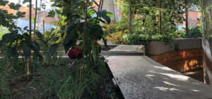 Natur im Garten (Bild: ORF-Talk/TV/Lena Weithofer)