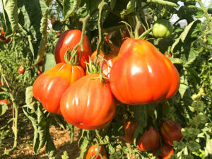 Tomaten