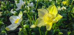 Christrose