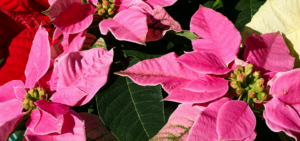 Weihnachtsstern "Pinke Princettia"