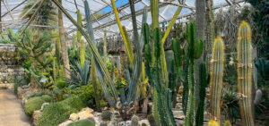 Sukkulenten im Glashaus