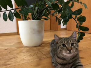 Katze und Zimmerpflanze