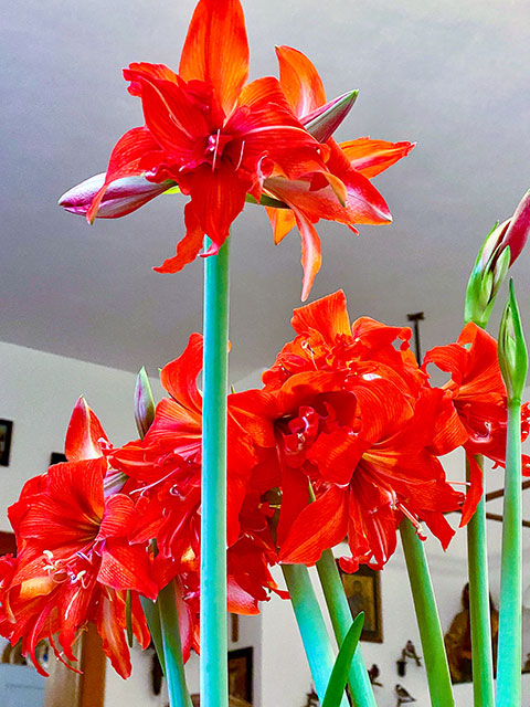 Amaryllis