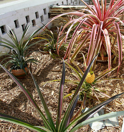 Ananas in Cornwall