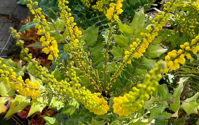 Mahonie "Winter Sun"