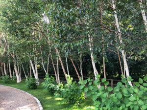 Pinetum-Gardens