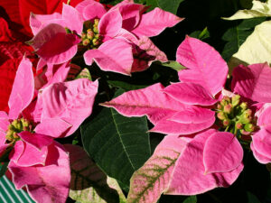 Weihnachtsstern "Pinke Princettia"