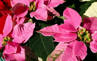 Weihnachtsstern "Pinke Princettia"