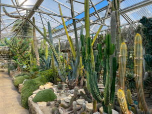 Sukkulenten im Glashaus