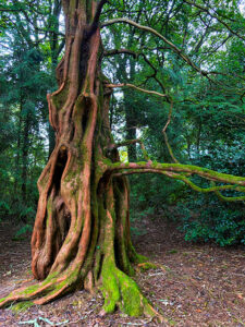 Threwidden-Garden