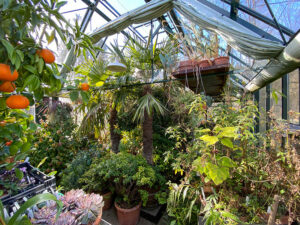Überwintern im Glashaus