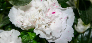 Azalee