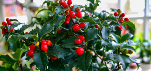 Ilex (Stechpalme)
