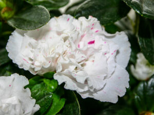 Azaleenblüte