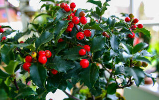 Ilex (Stechpalme)