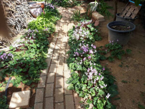 Gartenreise Zypern