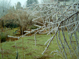 Frost im Garten