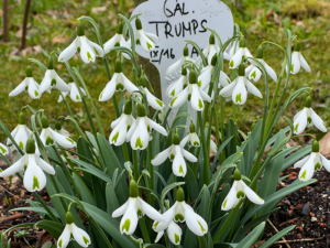 Schneeglöckchen "Trumps" - eine besonders gefragte Sorte