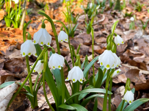 Frühlingsknotenblume