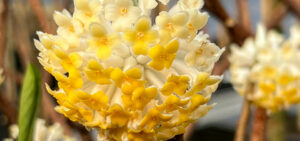 Papierbusch (Edgeworthia)