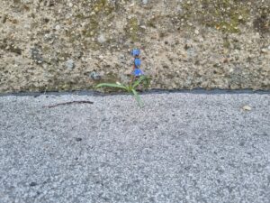 Scilla