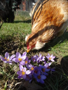 Araucana im Krokusglück